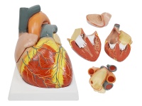 心脏解剖放大模型（放大3倍，4部件）