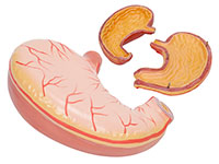 胃解剖模型（胃及剖面模型）