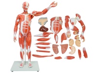 人体全身肌肉附内脏模型80cm