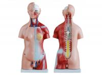 两性人体头、颈、躯干模型23件45CM
