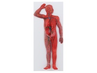 人体全身淋巴系统模型