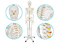 男性全身人体骨骼模型