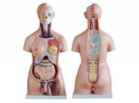 人体半身躯干模型 两性躯干模型40件85CM