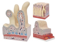消化管道构造模型（胃肠光镜模型）