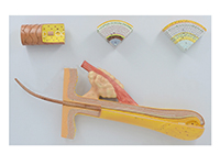 毛囊毛发解剖放大模型